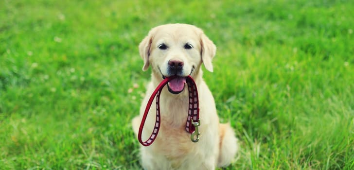 Portrait of Golden Retriever dog holding leash in the mouth on the grass in summer park