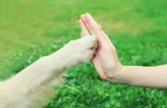 Golden Retriever dog giving paw to hand high five owner woman on the grass training in summer park