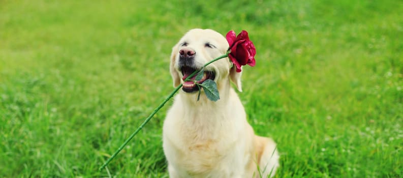 Portrait of Golden Retriever dog holding flower rose in mouth in summer park