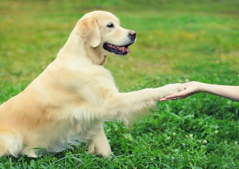 Golden Retriever dog giving paw to hand high five owner woman on the grass training in summer park