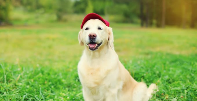 Portrait of Golden Retriever dog in red baseball cap sitting on green grass in summer park