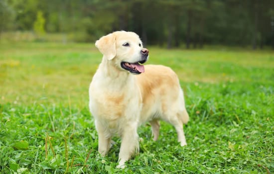 Portrait of Golden Retriever dog sitting on green grass in summer park