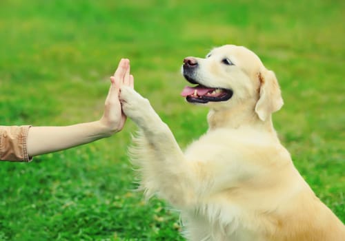 Golden Retriever dog giving paw to hand high five owner woman on the grass training in summer park