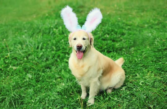 Portrait of happy funny golden retriever dog with rabbit ears on the grass in summer park