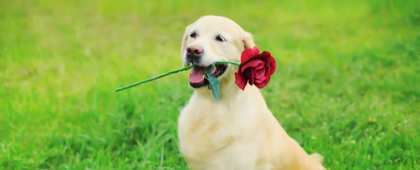 Portrait of Golden Retriever dog holding flower rose in mouth in summer park