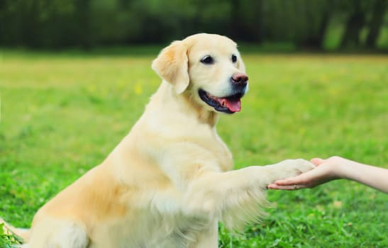 Golden Retriever dog giving paw to hand high five owner woman on the grass training in summer park