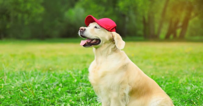 Portrait of Golden Retriever dog in red baseball cap sitting on green grass in summer park