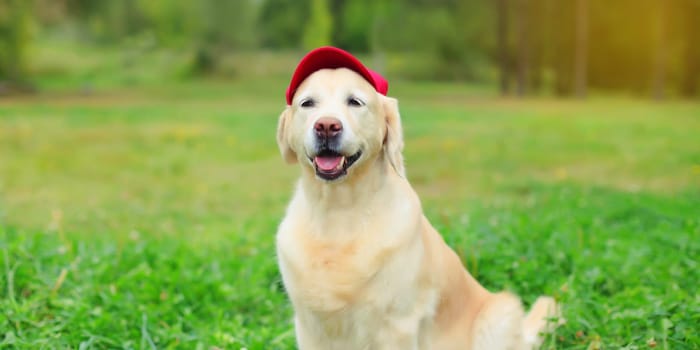 Portrait of Golden Retriever dog in red baseball cap sitting on green grass in summer park