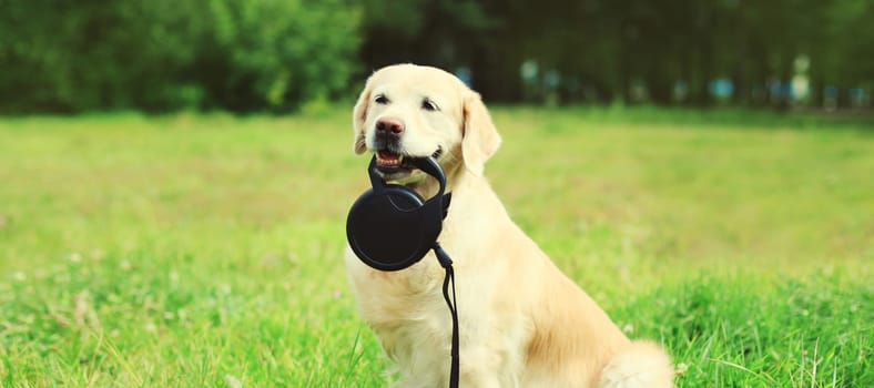 Portrait of Golden Retriever dog holding leash in the mouth on the grass in summer park