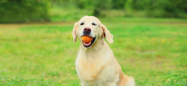 Portrait of Golden Retriever dog with rubber ball toy on the grass in summer park