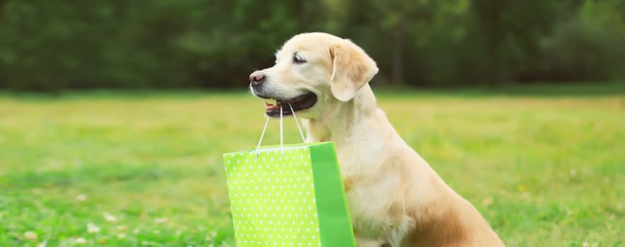 Happy Golden Retriever dog holding green shopping bag in the teeth in summer park