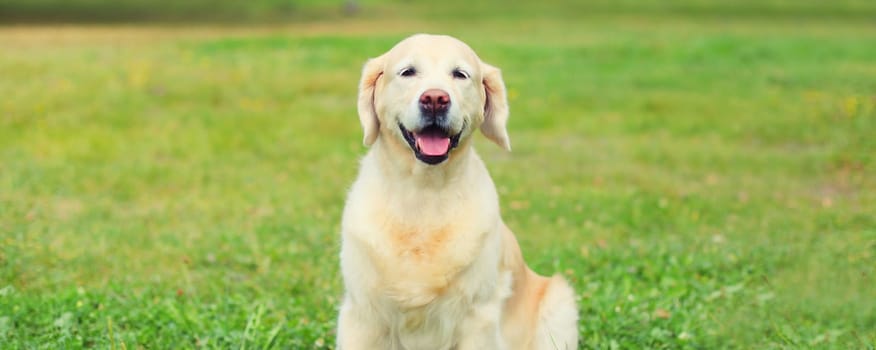 Portrait of Golden Retriever dog sitting on green grass in summer park