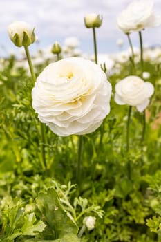 Amandine Snowflake Ranunculus. Blooming Aviv White Plant with Green Leaves, Blue Sky on Background. Flower Field. Vertical Plane. Gardening, Landscape Design. High quality photo