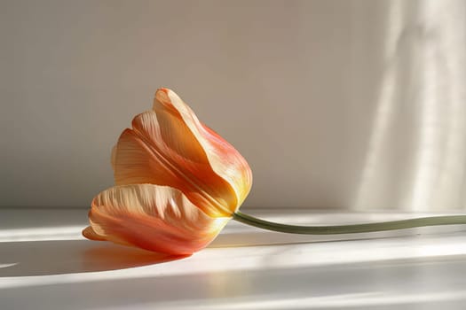 A single Tulip petals on a clean white table in natural light, minimalist composition, Generative AI.