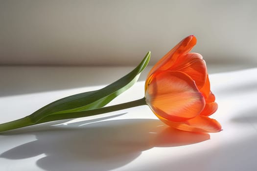 A single Tulip petals on a clean white table in natural light, minimalist composition, Generative AI.