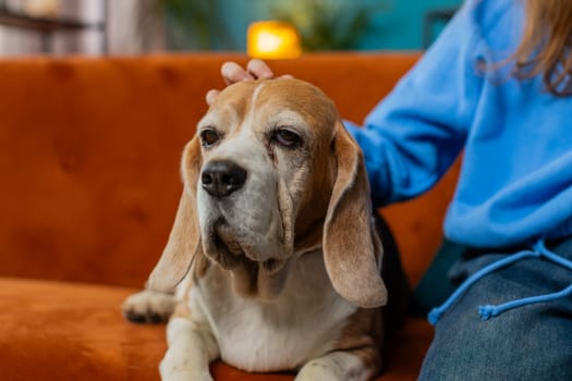 Close-up of crop anonymous young girl child caressing stroking cute beagle dog sitting on sofa couch. Faceless preteen female animal lover spending leisure time with pet dog in living room at home.