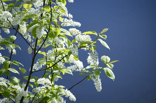Bird cherry tree with branches covered in small, white flowers against a clear blue sky