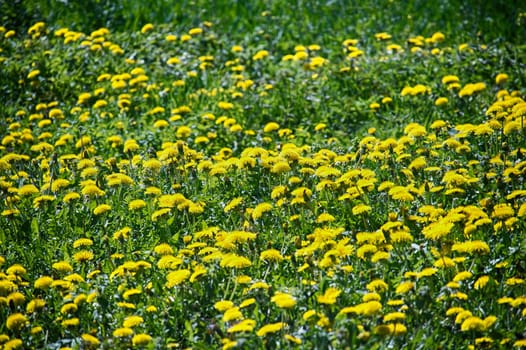 Meadow teeming with yellow dandelions amidst green grass, creates a vibrant landscape of yellow and green that extends into the distance