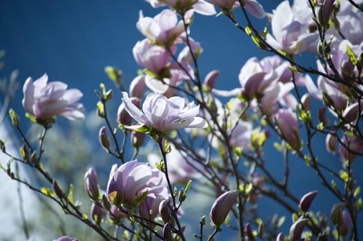 Vivid scene of a magnolia tree in bloom against a deep blue sky, vibrant green leaves of the tree offer a contrasting backdrop to the delicate colors of the magnolias