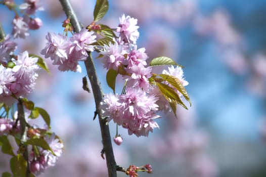 Sakura blossoms on the branch, backdrop is a contrast between the vibrant pink blossoms and the calmness of the sky above, conveying a sense of brightness and vitality