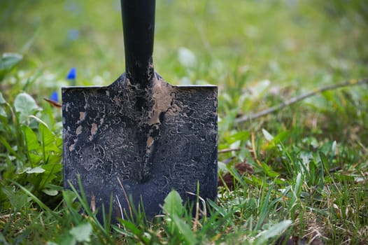 Black handled shovel stuck in the ground surrounded by lush green grass and a scattering of small blue flowers