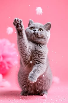 Cute gray British shorthair cat catches a feather, pink background. AI generated.