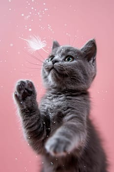 Cute gray British shorthair cat catches a feather, pink background. AI generated.