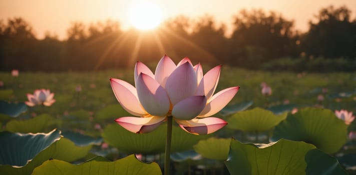 Beautiful lotus flower blooming in the pond at sunset