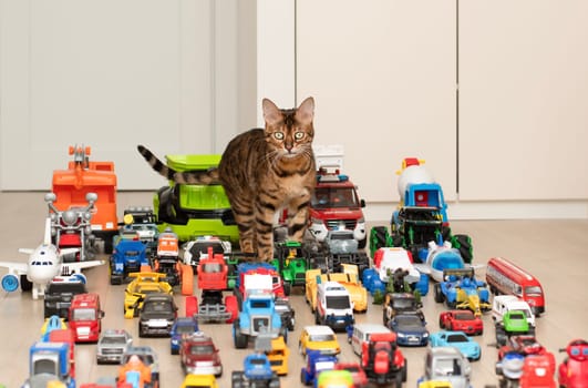 Concept of children's toys. A domestic beautiful, red and tabby Bengal cat walks on the floor, among colorful small and large toy cars in the children's room. Soft focus.