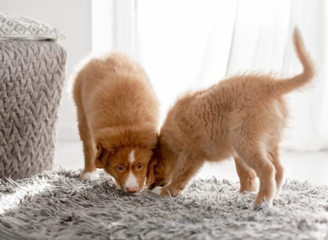 Two Toller Puppies In A Bright Room Exemplify The Nova Scotia Duck Tolling Retriever Breed