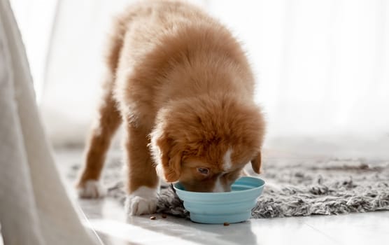 Toller Puppy, A Nova Scotia Duck Tolling Retriever, Drinks From Bowls At Home