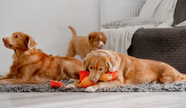 Two Dogs and Puppies A Nova Scotia Duck Tolling Retriever And A Toller, Are On The Floor In A Room Playing With A Bright Duck Toy