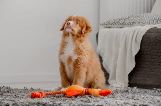 Toller Puppy Sits With Bright Toy Duck In Room, Nova Scotia Retriever Toller