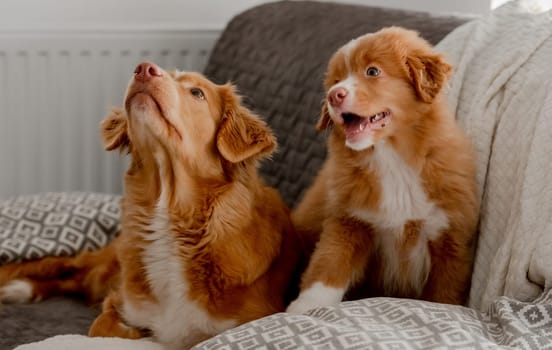 Toller Dog Lies On Couch With Its Nova Scotia Duck Tolling Retriever Puppy