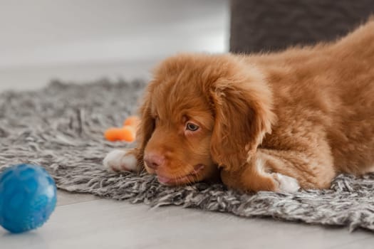 Toller Puppy Lies On The Floor In A Room, A Nova Scotia Duck Tolling Retriever