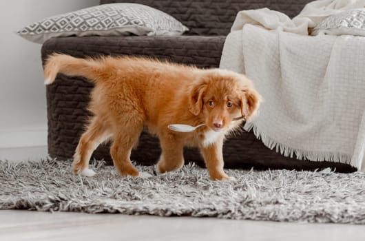 Bright Toy Duck Entertains Toller Puppy In Room, A Nova Scotia Duck Tolling Retriever