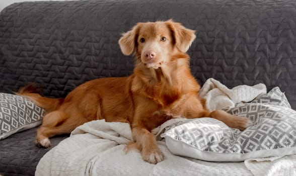 Toller, A Nova Scotia Duck Tolling Retriever, Lies On The Couch