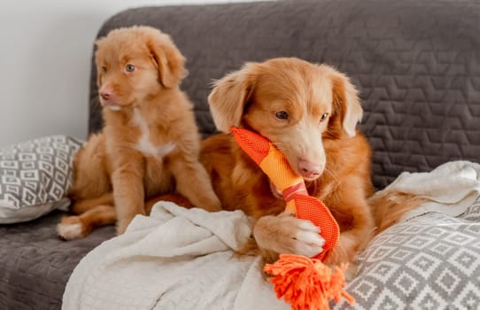 Bright Toy Duck Lies Next To Toller Dog and his puppy A Nova Scotia Duck Tolling Retriever, On Couch