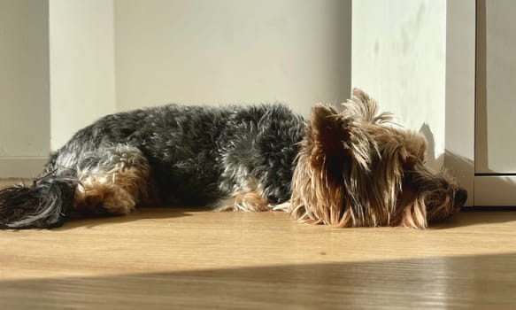 A small Yorkie dog lying on the floor, basking in the spring sun. High quality photo