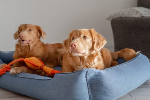 Two Nova Scotia Duck Tolling Retrievers Rest Comfortably In A Blue Dog Bed
