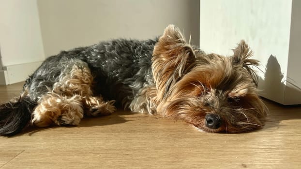 A small Yorkie dog lying on the floor, basking in the spring sun. High quality photo