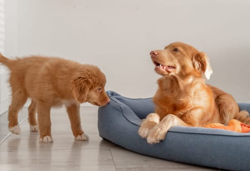 Two Nova Scotia Retriever Dogs And Their Puppy Play In A Blue Bed, Showcasing The Playful Nature Of The Toller Breed