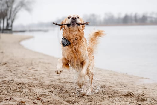 Golden Retriever Dog Plays In Lake With Stick In Mouth