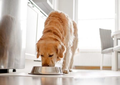 Golden Retriever Dog Eats From Bowl In Kitchen With Bright Interior