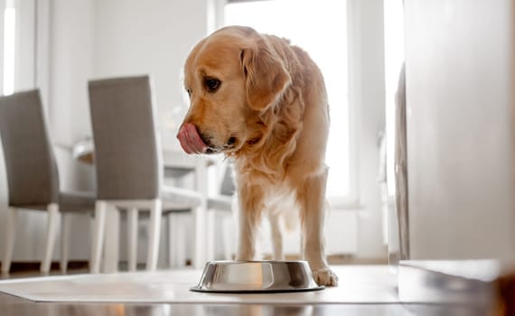 Golden Retriever Dog Licks Its Mouth After Eating Near Bowl In Kitchen With Morning Interior