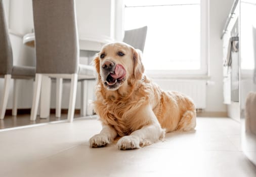 Golden Retriever Dog Lies And Licks Itself On Kitchen Floor Bathed In Light