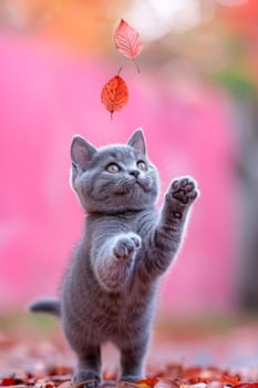 Cute gray British shorthair cat catches an autumn leaf, pink background.