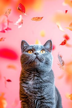 Cute gray British shorthair cat catches an autumn leaf, pink background.