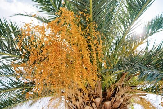 Bunches of yellow dates growing on a green date palm in bright sunlight. High quality photo