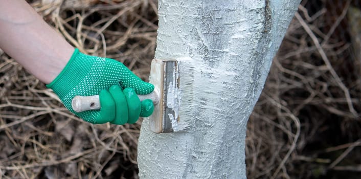 a man whitewashes trees in the garden in spring. Selective focus.